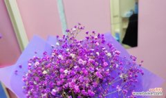 探寻紫色满天星的神秘象征意义 紫色满天星的美丽寓意