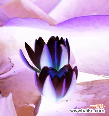 揭开蓝莲花的多重寓意 蓝莲花