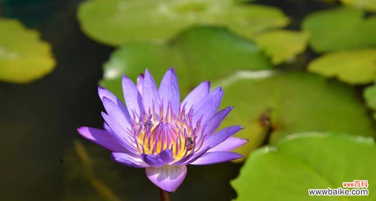 揭开蓝莲花的多重寓意 蓝莲花