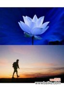 探寻蓝莲花的文化内涵及启示 蓝莲花的象征意义与美丽之源