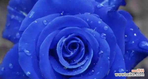 探寻蓝玫瑰的秘密及象征意义 以蓝玫瑰的花语和寓意