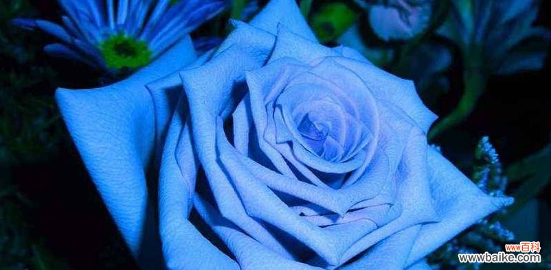 探寻蓝玫瑰背后的象征意义 以蓝玫瑰的含义是什么