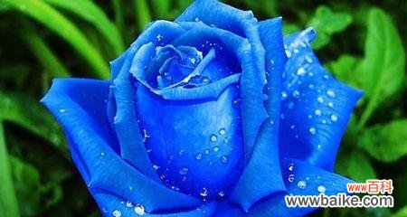 探寻蓝玫瑰背后的象征意义 以蓝玫瑰的含义是什么