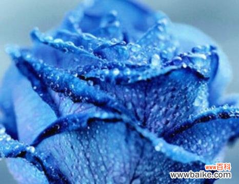 探寻蓝玫瑰的神秘之美 蓝玫瑰的含义与象征