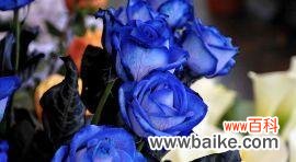 探索蓝玫瑰背后的象征意义 以蓝玫瑰代表什么意思