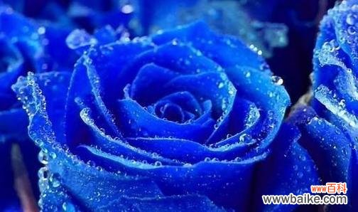 探索蓝玫瑰的神秘与美丽 蓝玫瑰的隐含意义和象征