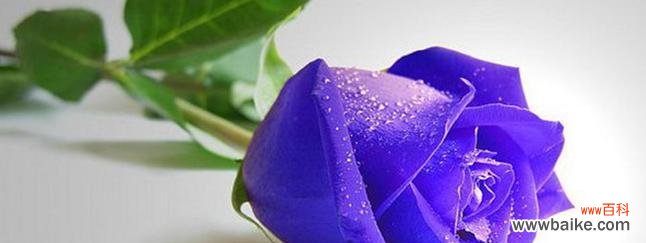 解读蓝玫瑰的美丽与神秘 蓝玫瑰的含义与象征力