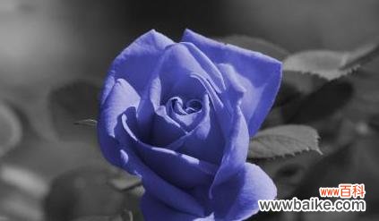 探寻碎冰蓝玫瑰的花语 碎冰蓝玫瑰