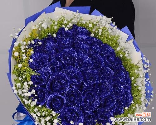 蓝玫瑰花的神秘与美丽 探秘蓝玫瑰花的象征意义