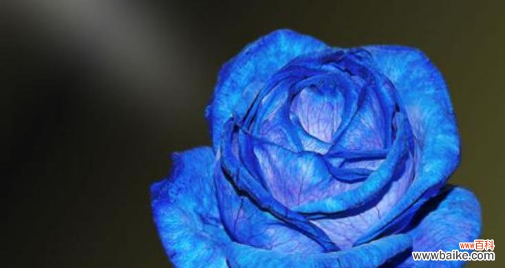 以蓝玫瑰的花语探寻爱与神秘的世界 蓝玫瑰的花语——不可思议的梦幻之花