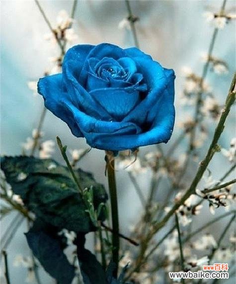探寻蓝玫瑰所代表的美丽与神秘 蓝玫瑰的象征意义