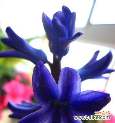 探寻蓝色风信子的花语及其象征意义 蓝色风信子的花语之美