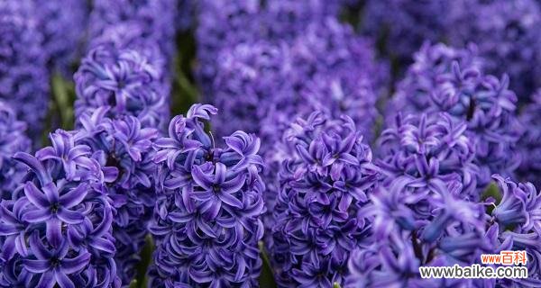 探秘蓝色彼岸花的花语与意义 蓝色彼岸花