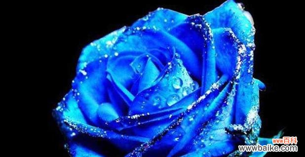 探秘蓝色彼岸花的花语与意义 蓝色彼岸花