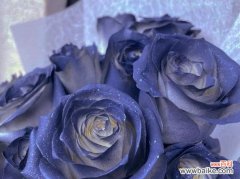 探寻蓝玫瑰的隐含意象及象征意义 蓝玫瑰的寓意与意义