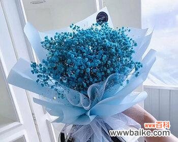 探寻蓝色满天星的花语与寓意 蓝色满天星的花语和寓意