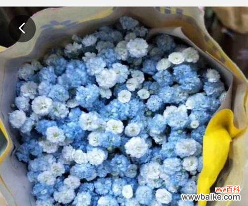 探寻蓝色满天星的花语与寓意 蓝色满天星的花语和寓意