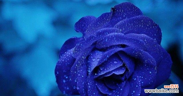 探究蓝色康乃馨的花语意义 蓝色康乃馨花语