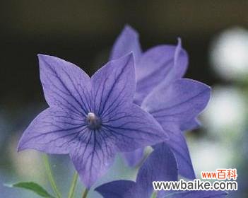 揭示蓝色桔梗花的情感与寓意 蓝色桔梗花的花语