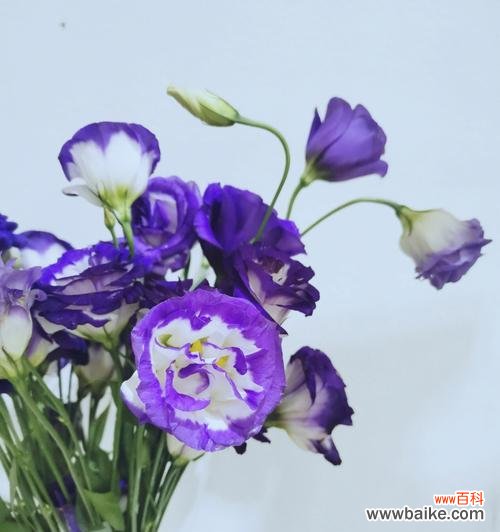 揭示蓝色桔梗花的情感与寓意 蓝色桔梗花的花语