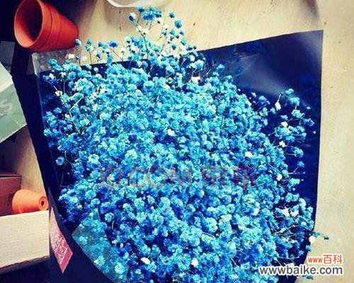 用蓝色满天星传达心意与情感 蓝色满天星花语之美丽的寓意与祝福