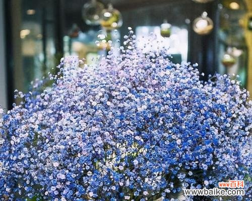 浪漫 蓝色满天星花语的含义与象征
