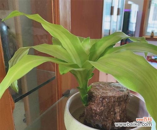 招财进宝 以巴西木的风水作用——开启繁荣财运的大门