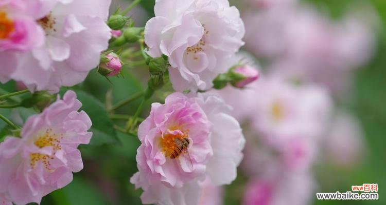 岩蔷薇的迷人之处与象征意义 岩蔷薇花语与代表意义