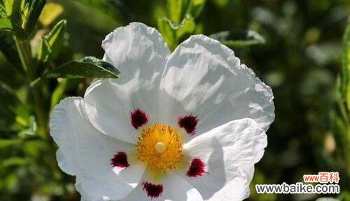 岩蔷薇的迷人之处与象征意义 岩蔷薇花语与代表意义