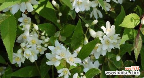 岩蔷薇的迷人之处与象征意义 岩蔷薇花语与代表意义