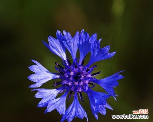 传递友谊与坚强的象征 蓝色矢车菊的花语