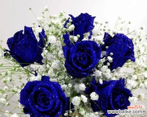 探究蓝色玫瑰花的美丽与深意 蓝色玫瑰花的寓意与象征意义