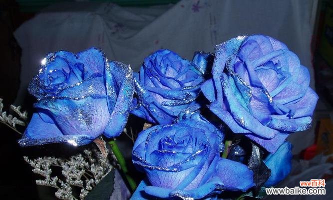 探究蓝色玫瑰花的美丽与深意 蓝色玫瑰花的寓意与象征意义