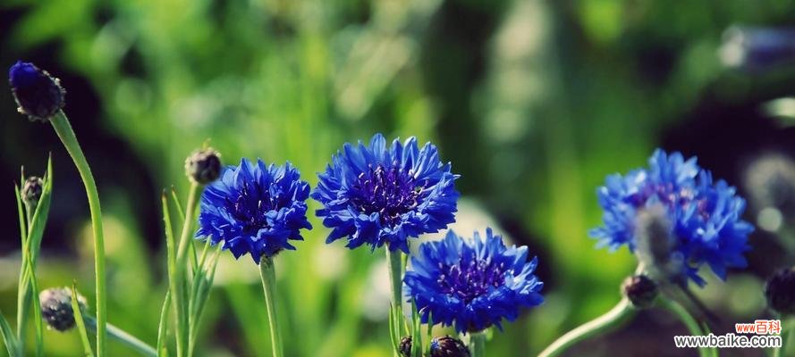了解蓝色矢车菊的寓意与象征 蓝色矢车菊的花语