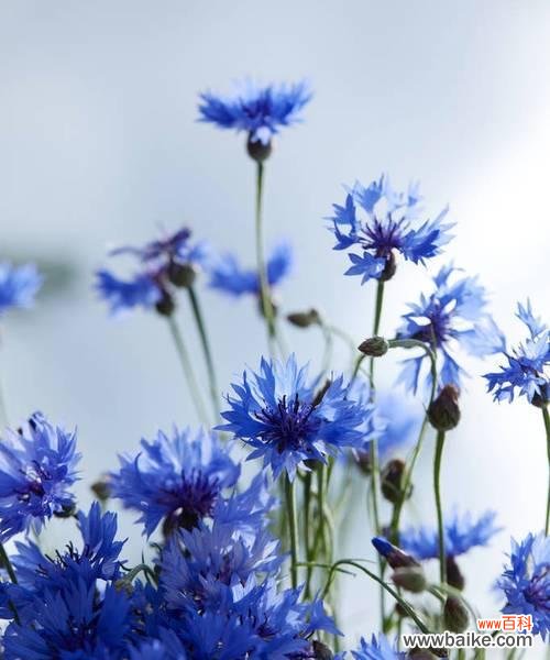 探究蓝色矢车菊的象征意义 蓝色矢车菊的花语和寓意