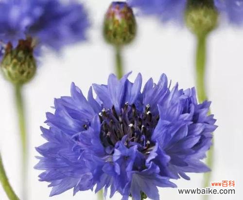 探究蓝色矢车菊的象征意义 蓝色矢车菊的花语和寓意