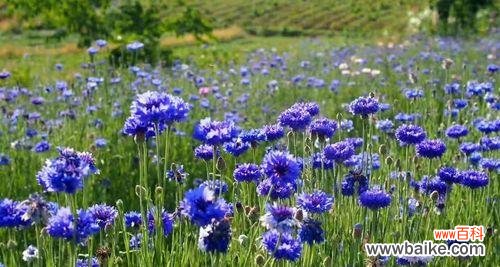 探索蓝色矢车菊的花语及其象征意义 蓝色矢车菊花语