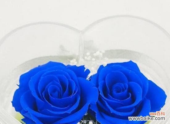 蓝色妖姬——独特魅力的源泉 探寻蓝色妖姬的含义