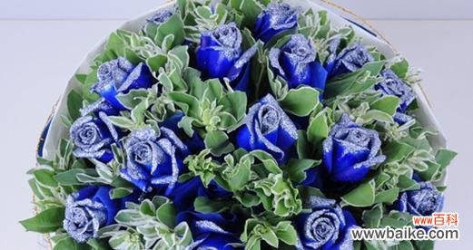 探索蓝色妖姬花朵的内涵与象征 蓝色妖姬的寓意和花语