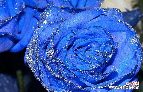 探索蓝色妖姬花朵的内涵与象征 蓝色妖姬的寓意和花语