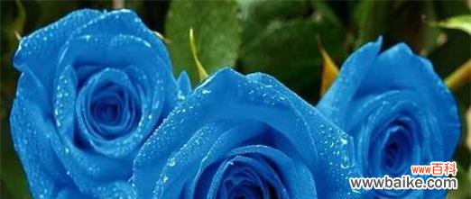 揭开蓝色妖姬图片背后的秘密 蓝色妖姬的花语之谜
