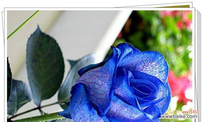 追寻内心的自由 蓝色妖姬