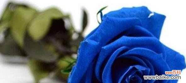 追寻内心的自由 蓝色妖姬