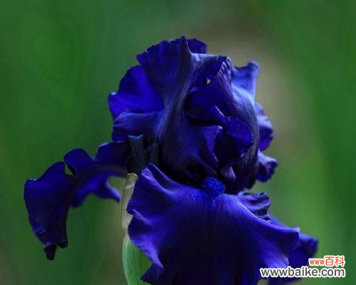探索蓝色鸢尾花的深意 蓝色鸢尾花的寓意和象征