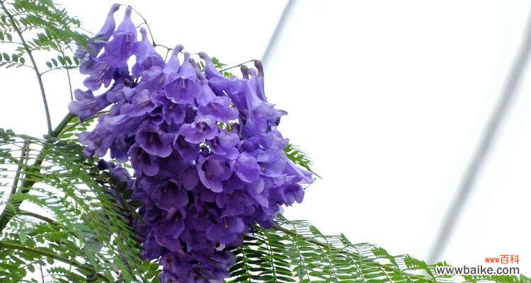 恋人间的相守与守护 以蓝楹花花语探寻爱情的真谛