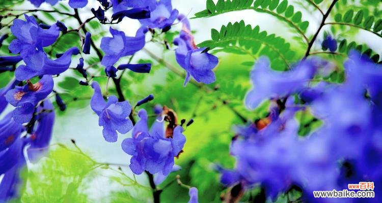 恋人间的相守与守护 以蓝楹花花语探寻爱情的真谛