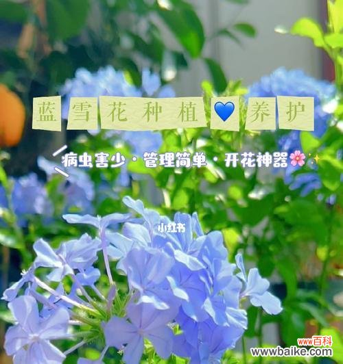 美丽的蓝雪花 蓝雪花的花语和寓意