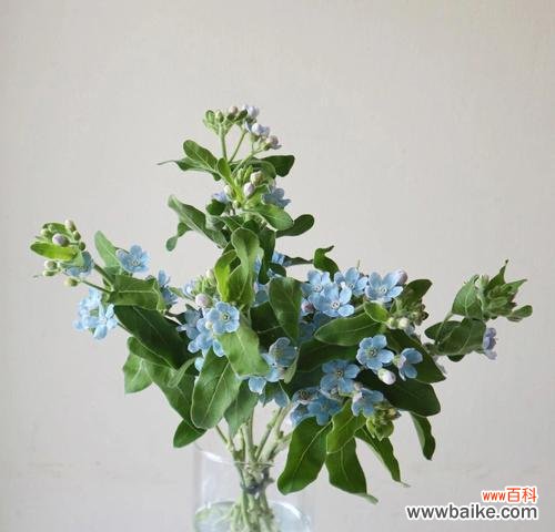 传达希望与宁静的蓝色使者 蓝星花的花语与意义