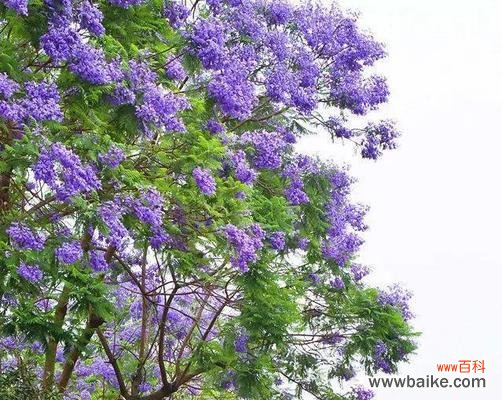 蓝楹树花语的深层寓意与象征 探秘蓝楹树花语的含义