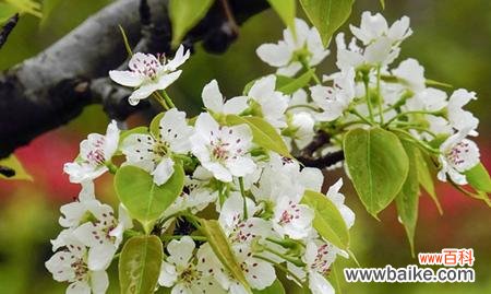 探索梨花的文化内涵和象征意义 梨花的寓意与象征